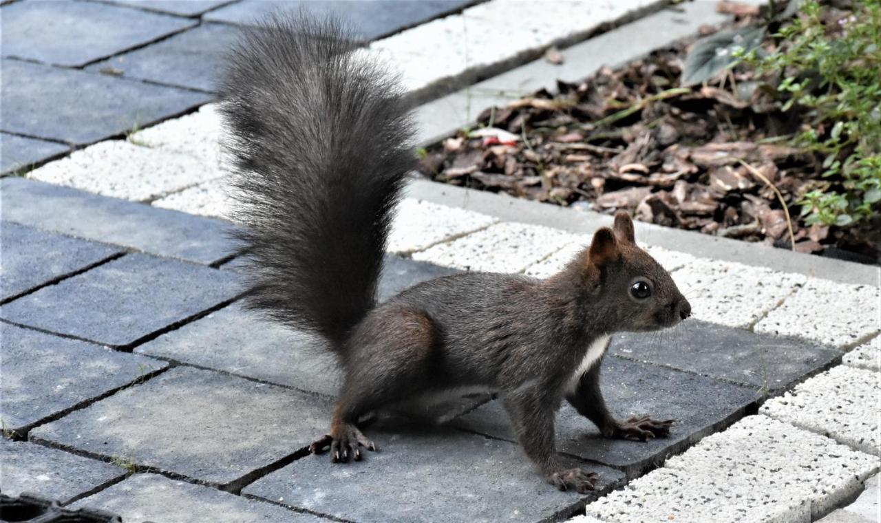 Magiczne Korale - Kameralne Miejsce Na Odpoczynek Dla Doroslych - Adult Only Kościelisko Exterior foto